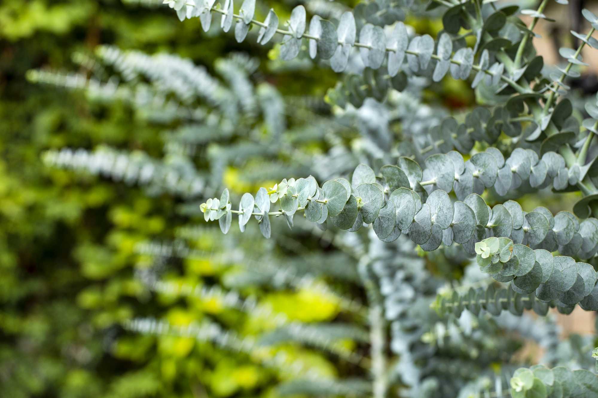 Eukalyptus "Mezzo" Busch 'Baby Blue'
